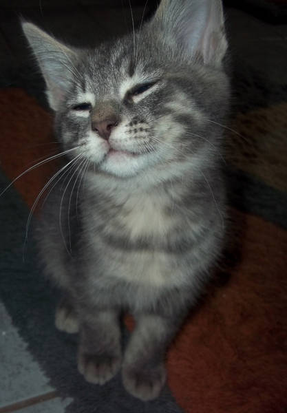 Котовторник! 08.11.11