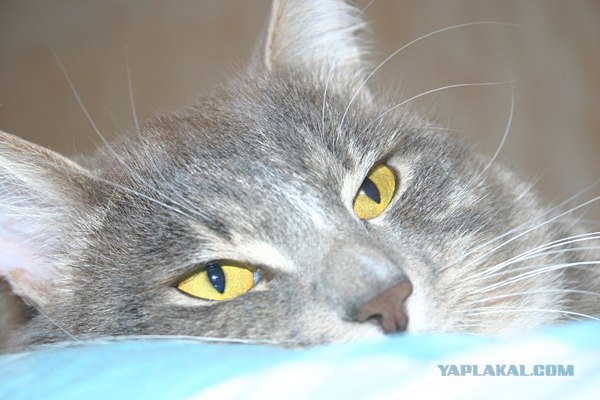 Котовторник 22.11.11