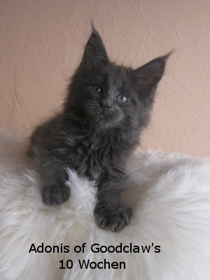Котовторник 27.12.11