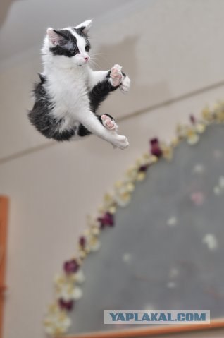Котовторник 22.05.2012