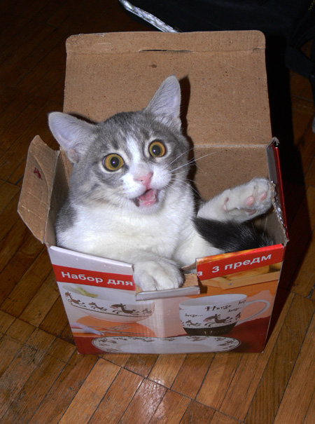 Котовторник однако