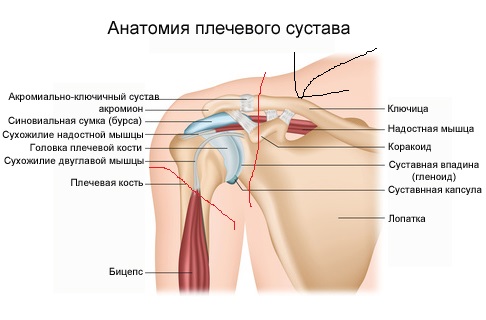 Ноги велогонщика Томаша Марчинского
