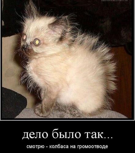 Кретинки