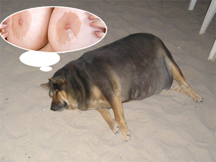 Фотожаба: О чем же думает собака?....