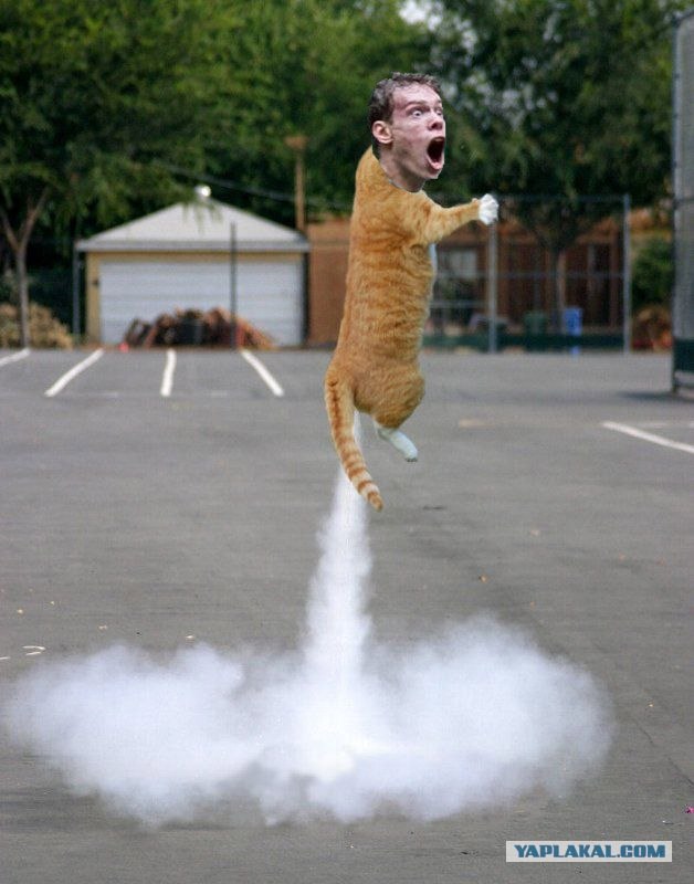 Кот - космонавт