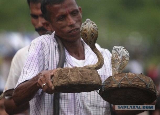 Заклинатели змей
