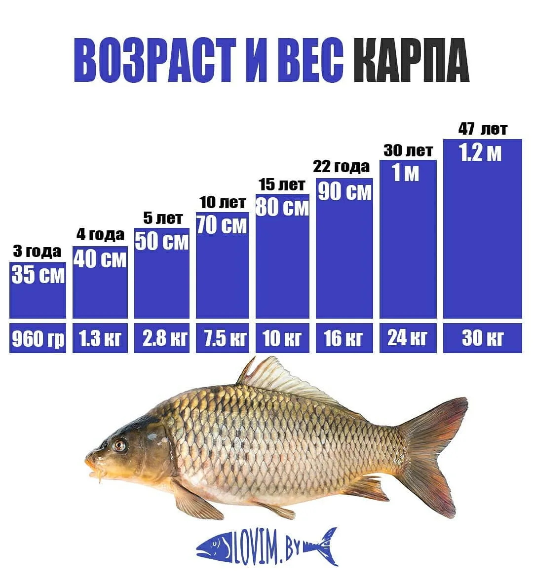 Карп Размеры