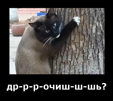 Обострение у котэ )))