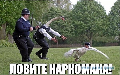 Пернатая банда