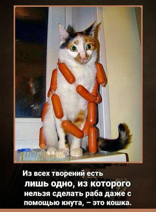 Картинки разные с надписями и без