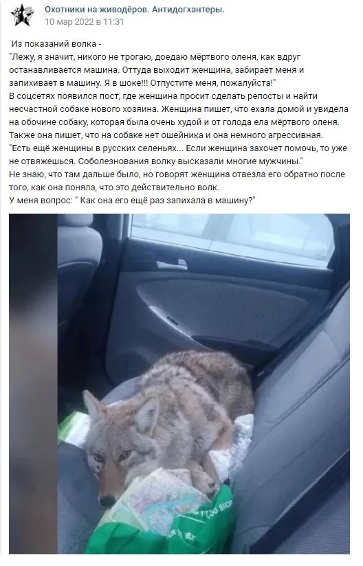 Заражённые гепатитом С, герпесом и COVID макаки сбежали в США