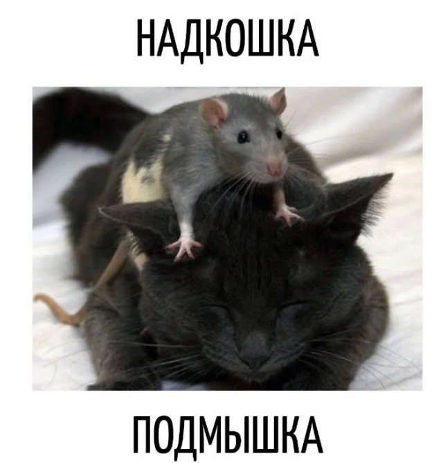 Подборка картинок-баянов с котиками и про котиков. Выпуск 34.
