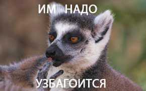 Очередное нападение зверьков