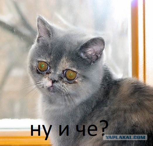 Милота ^___^