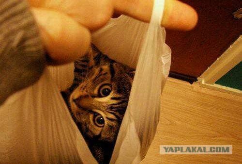 А где прячется ваш кот?