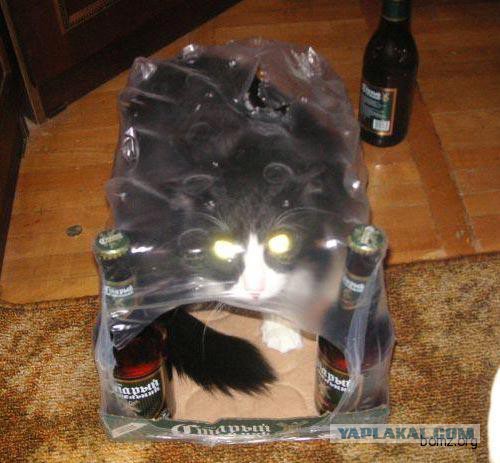 Котик попробовал пиво, но...