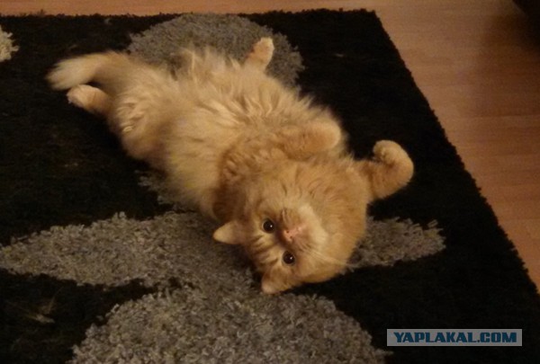 Котовторник 26.08.14.