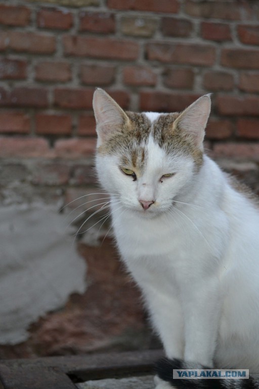 Котовторник 02.09.2014