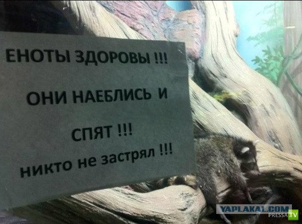 Плюсомет со шпалометом