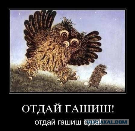 Смешные комментарии из социальных сетей 19.11.14