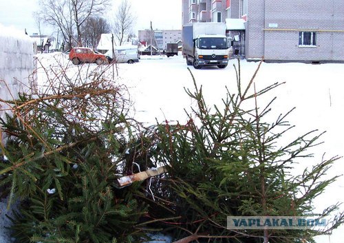 Так умирают Новогодние Елки.