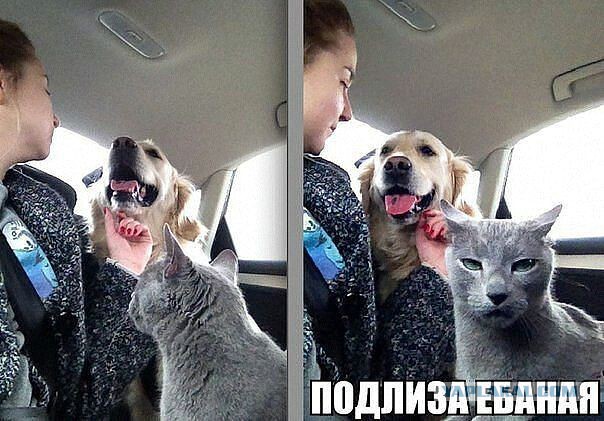Весёлое из сети