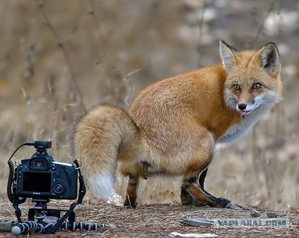 Смешные картинки