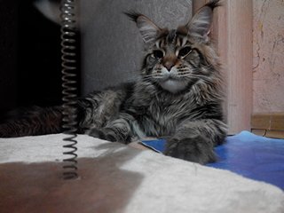 Котовторник