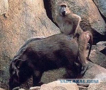 Дружба дикого волка и собаки