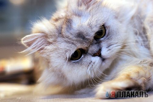 Коты, кошки, котята