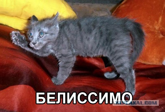 Удивление по-кошачьи