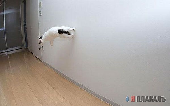 Коты, кошки, котята