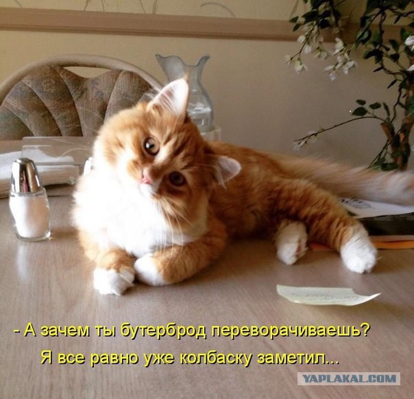 Вот это, я считаю, правильный бутер!