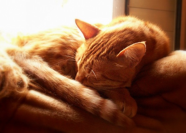 Коты, кошки, котята