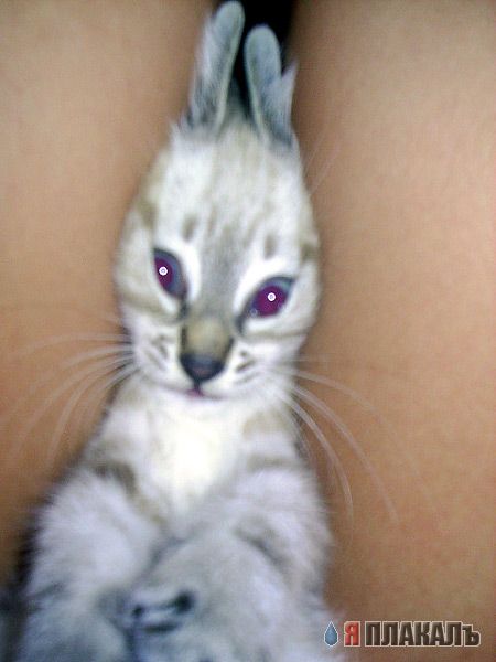 Коты, кошки, котята
