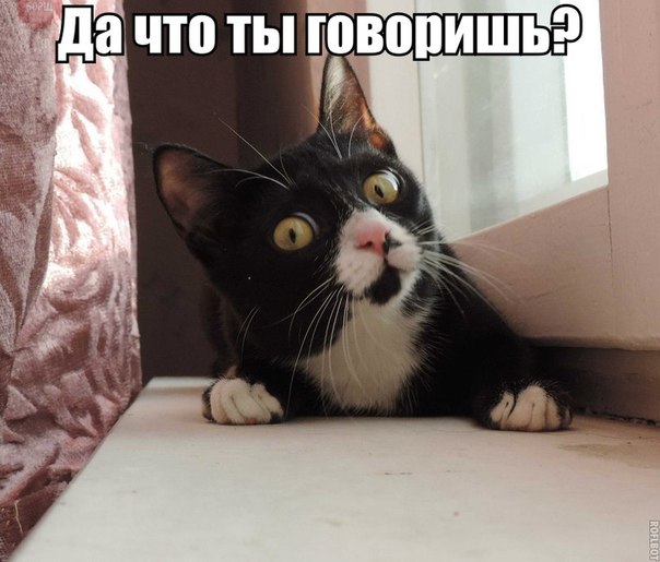 Мохнатые беспредельщики