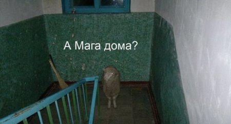 Приколюшки