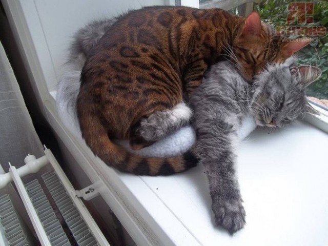 Коты из сети