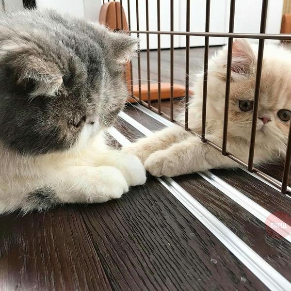 Коты и Кошки