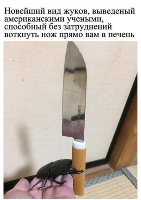 Подборка забавных животных