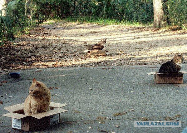 Аквариумный кот