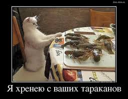 Котовторник  14.11.2017