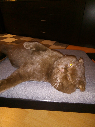 Котовторник 12.12.2017