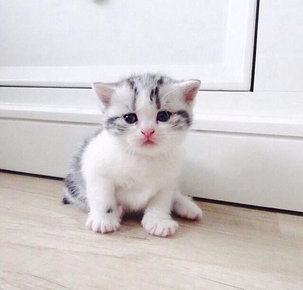 Коты и Кошки