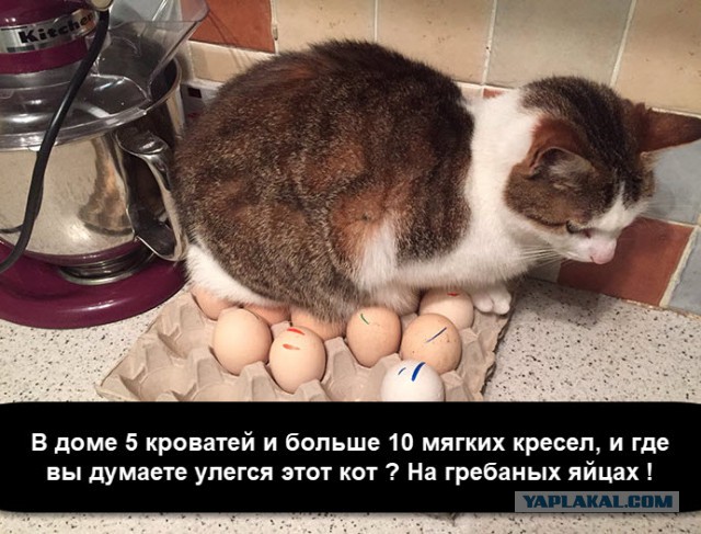 Прикольных котов пост