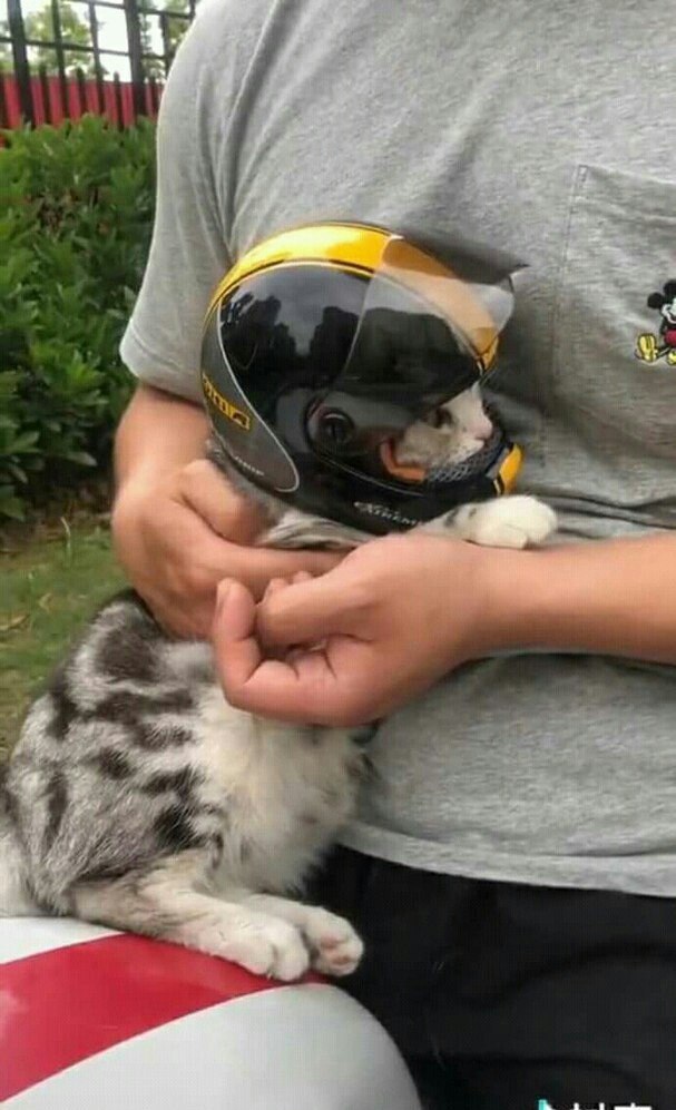 Прикольных котов пост