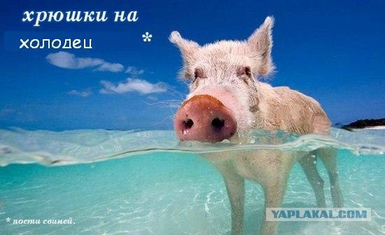 Начнем понедельник с хрюшек?