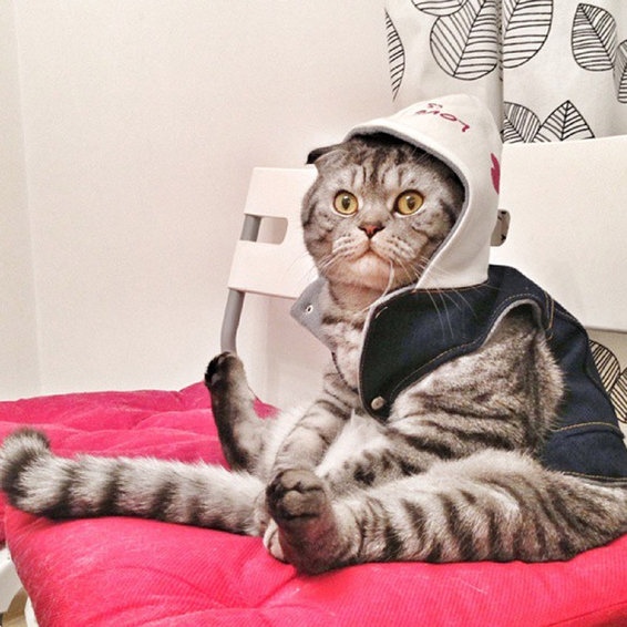 Прикольных котов пост