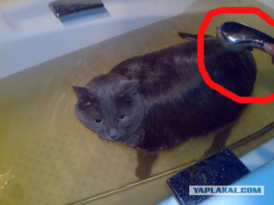 Как же можно про котовторник забыть?!