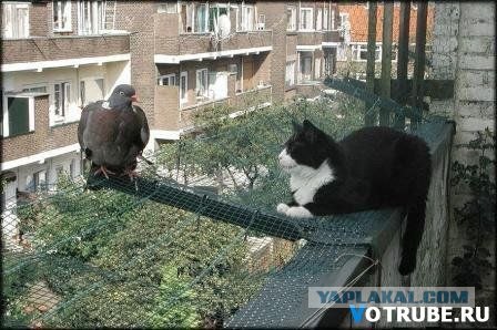 Пятница. Коты vs собаки.